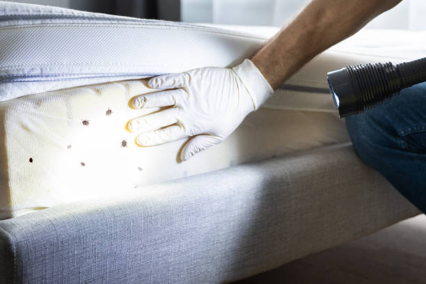 Best Pest Removal Services  in Nissequogue, NY