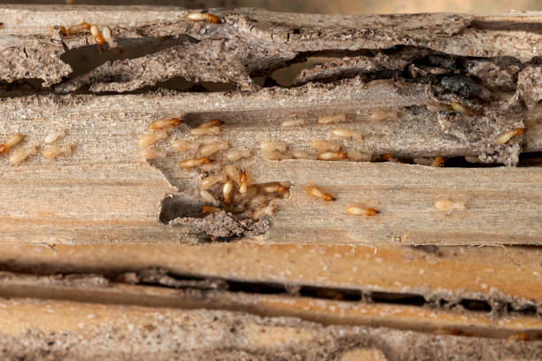 Best Pest Prevention Services  in Nissequogue, NY